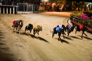 Hướng Dẫn Cách Chơi Game Nhanh Đua Chó Tại EV99 Siêu Tốc Độ