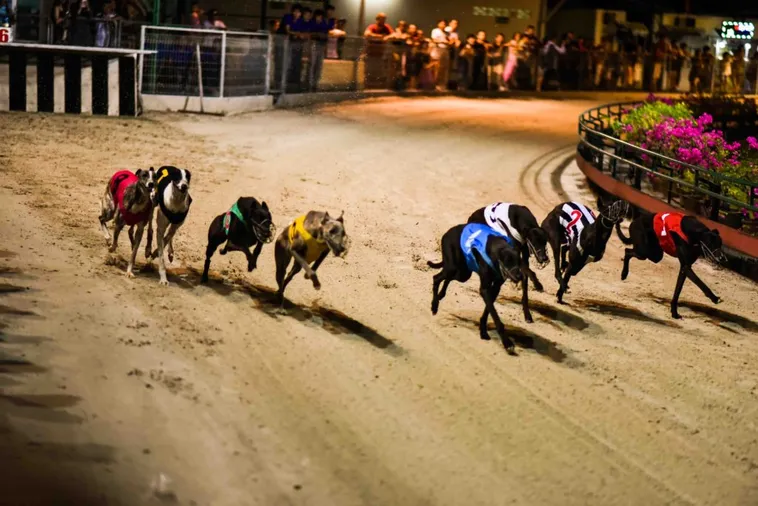 Hướng Dẫn Cách Chơi Game Nhanh Đua Chó Tại EV99 Siêu Tốc Độ 1 Hướng Dẫn Cách Chơi Game Nhanh Đua Chó Tại EV99 Siêu Tốc Độ