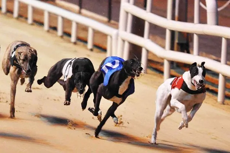 Hướng Dẫn Cách Chơi Game Nhanh Đua Chó Tại EV99 Siêu Tốc Độ 2 Hướng Dẫn Cách Chơi Game Nhanh Đua Chó Tại EV99 Siêu Tốc Độ