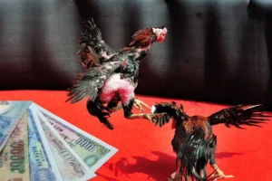 Hướng Dẫn Cách Chơi Đá Gà Sabong Tại EV99 Đỉnh Cao Nhất